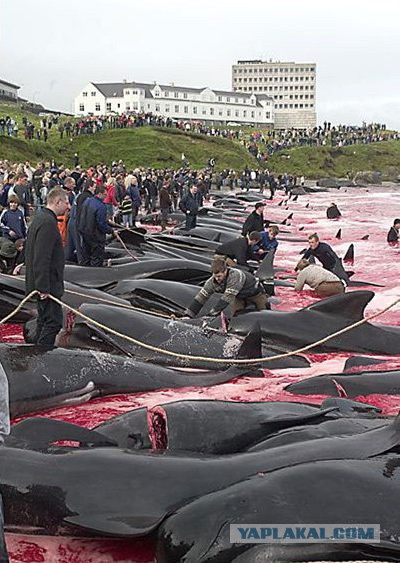 Японские китобои убивают китов