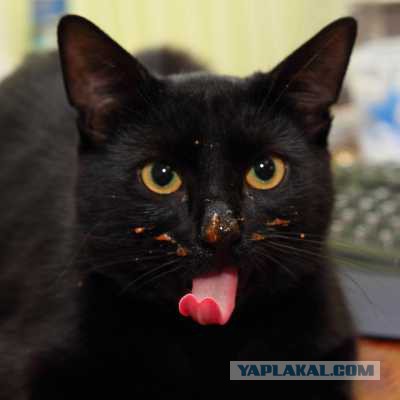 Жена кота сломала!