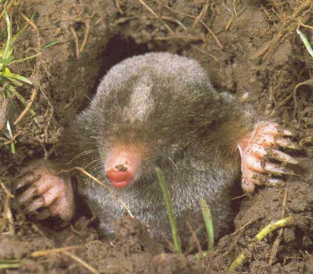 Самомнение