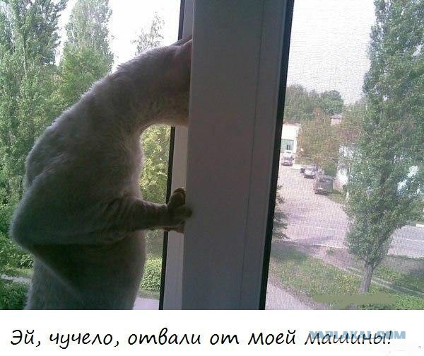 Известные котомемы.