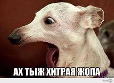 Собака сгрызла Тойоту