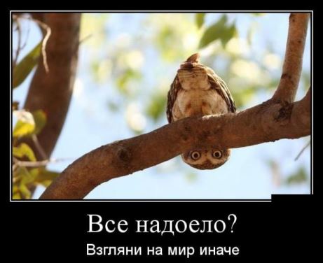 Поиграй со мной! Погладь меня!