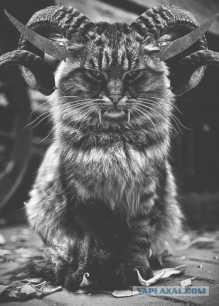 Корма для котов - яд!