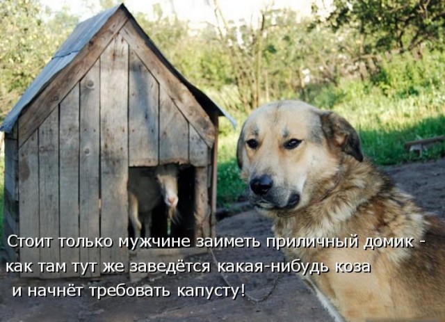 Тигр Амур все-таки съел козла Тимура...