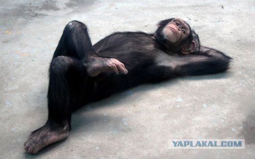 6 доказательств эволюции, сохранившихся на нашем теле