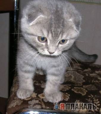 А вот и котовторник!
