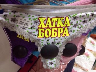 Коротко о бобрах