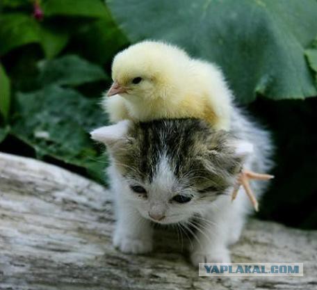 Котейки пост