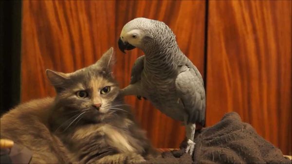 Коты из сети