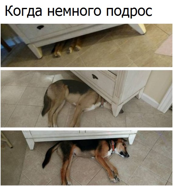 Самые смешные животные