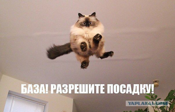 Подборка забавных животных