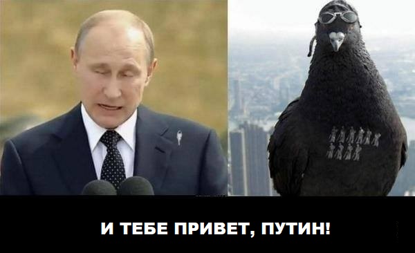 Путин поздоровался с голубем
