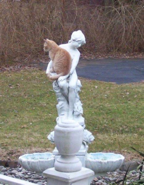 Коты и Кошки