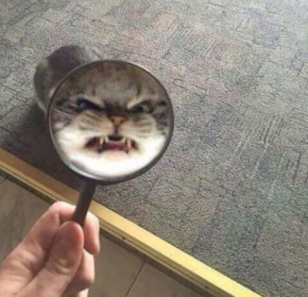 Коты и Кошки