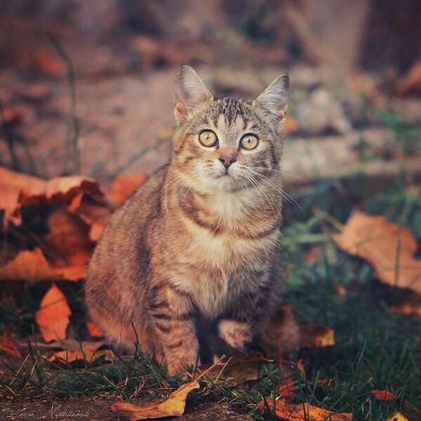 Коты и Кошки