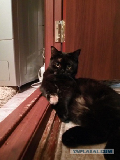 Котовторник  05.12.2017