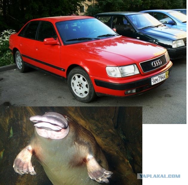 Клички у автомобилей