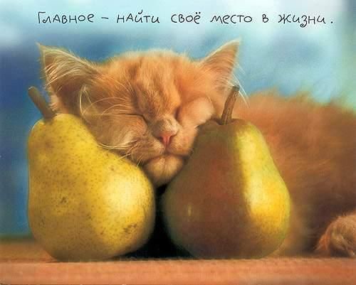Прикольные коты на среду! ОЧЕНЬ МНОГО! Часть 2