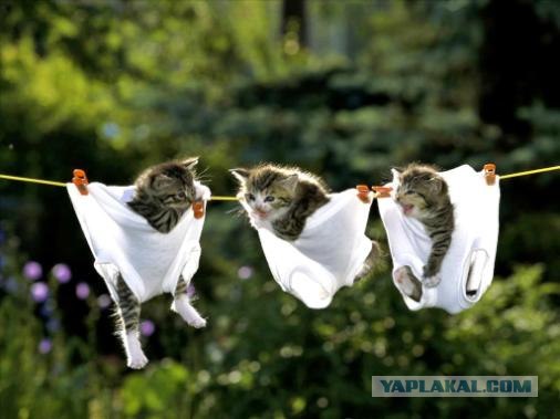 УРРААА ! Котовторник на ЯПлакалъ !