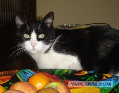 Уррааа! Котовторник на ЯПлакалъ!