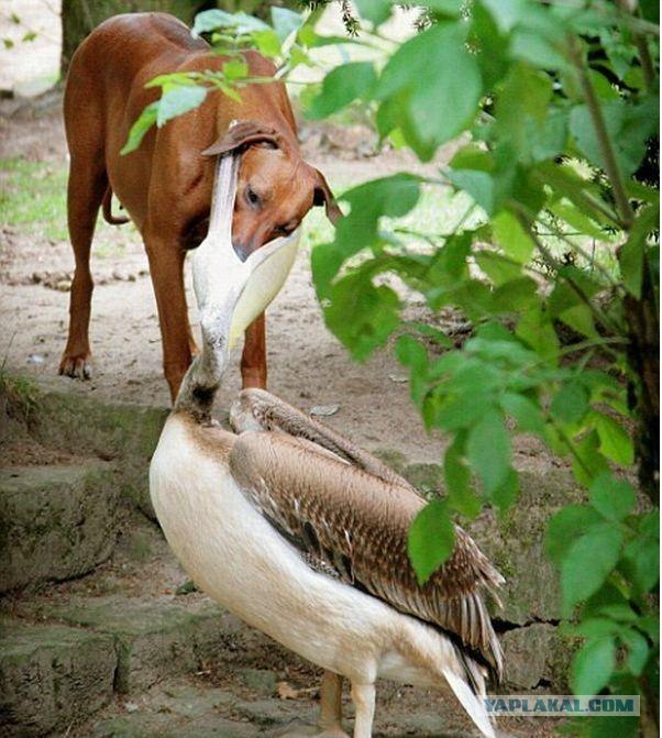 Пеликан попытался съесть собаку (2 фото)