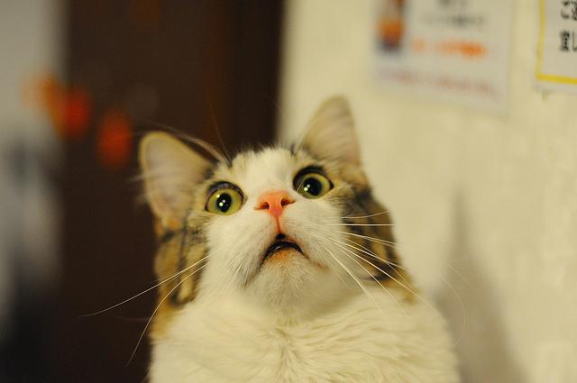 Котейкин вторник! Космический 12.04!