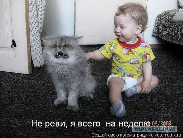 Котовторник 1.11.11