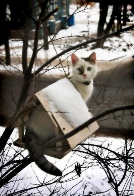 Фото, которые можно было сделать только зимой