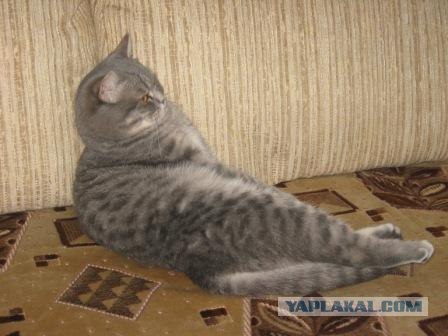 Котовторник 24.04.2012