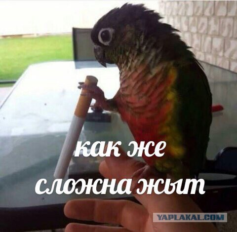 Если ты женат на б**ди!