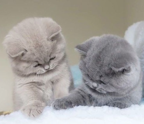 Забавные фото котеек