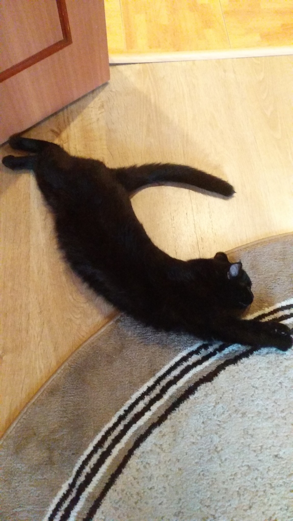Котовторник. Добавляйте своих