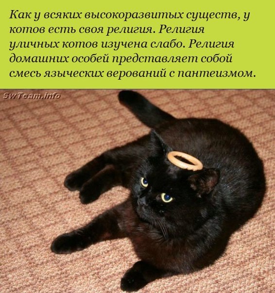 Из Новодевичьего монастыря выгоняют котов