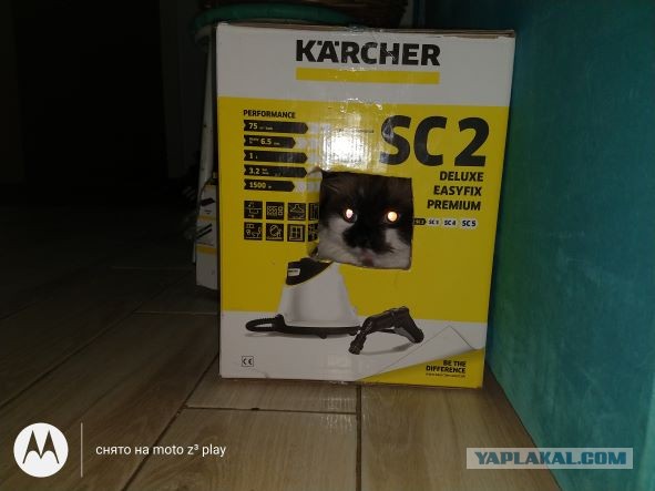 Котовторник 21.12.21