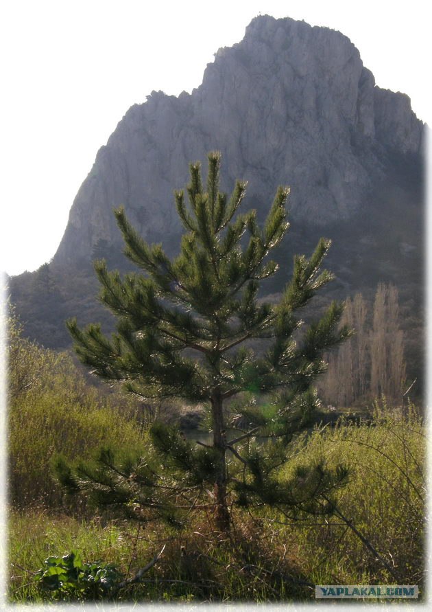 Крым. Мыс Ая. Деревья моря.