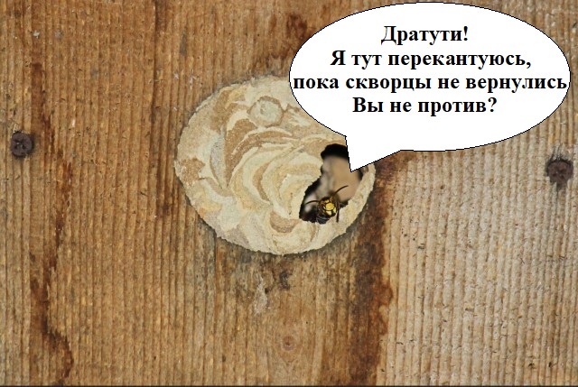 Шершень в скворечнике