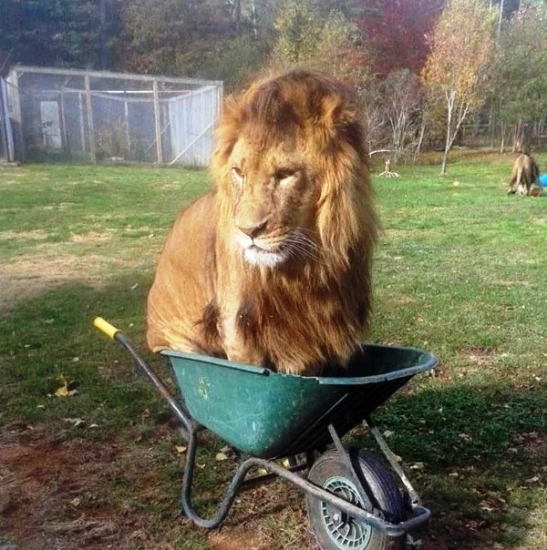Ловушки для котов