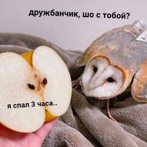 Картиночки, LOL