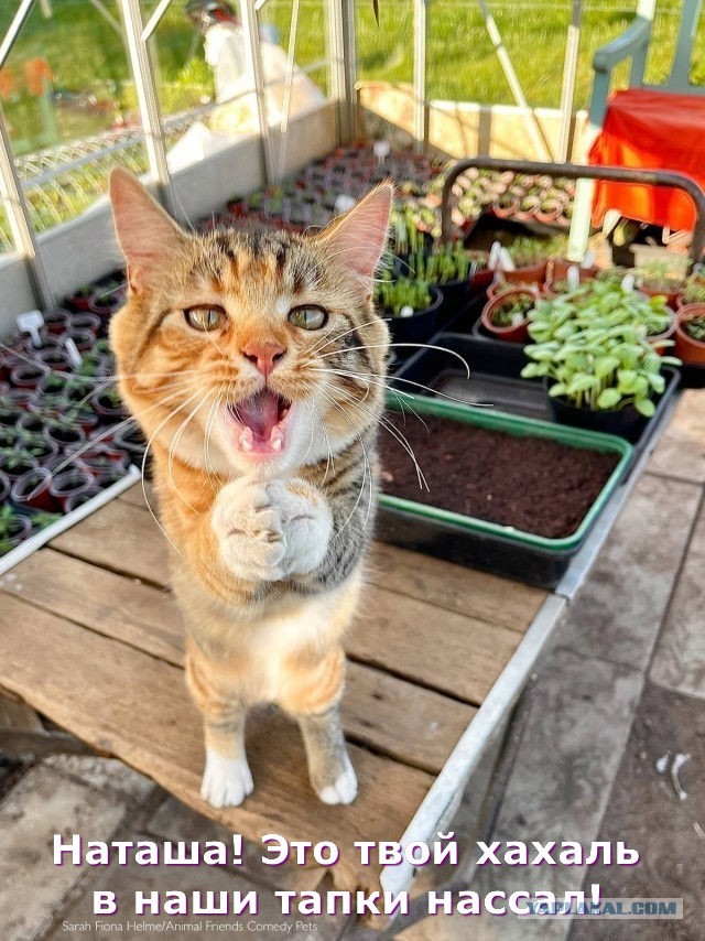 12 самых смешных котов в истории комического конкурса Comedy Pet Photography Awards