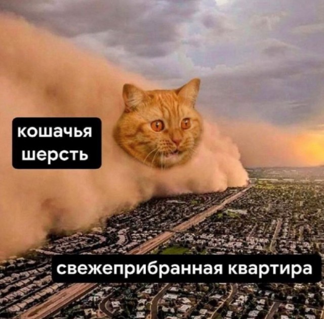 К котовторнику: подборка картинок-баянов с котиками и про котиков. Выпуск 13