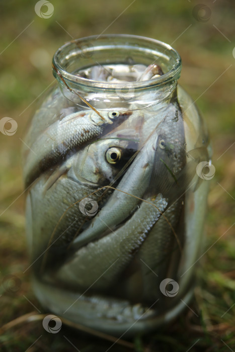 Про рыбов