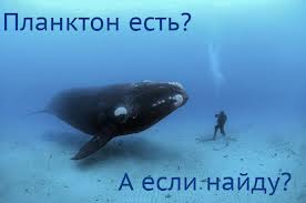 Кит чуть не проглотил дайвера