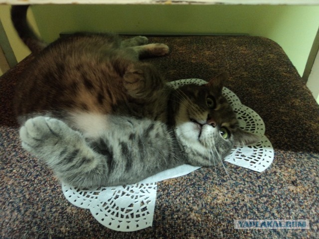 Котовторник  30.07.2013
