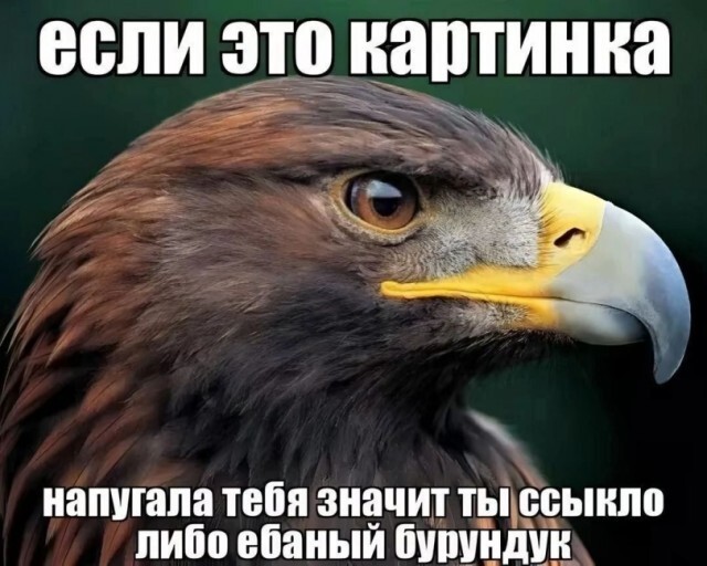 Немного забавных картинок на пятницу