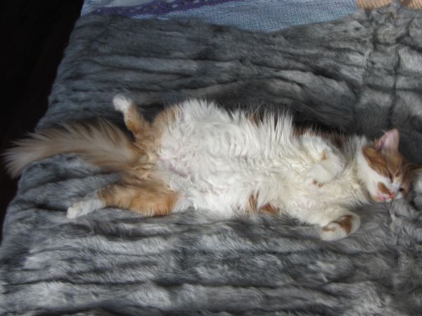 Котовторник 29.10.2013