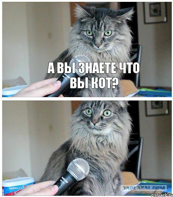 Вы кот