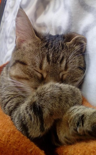 Котовторник 20.05.2014