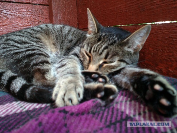 Котовторник 10.06.2014