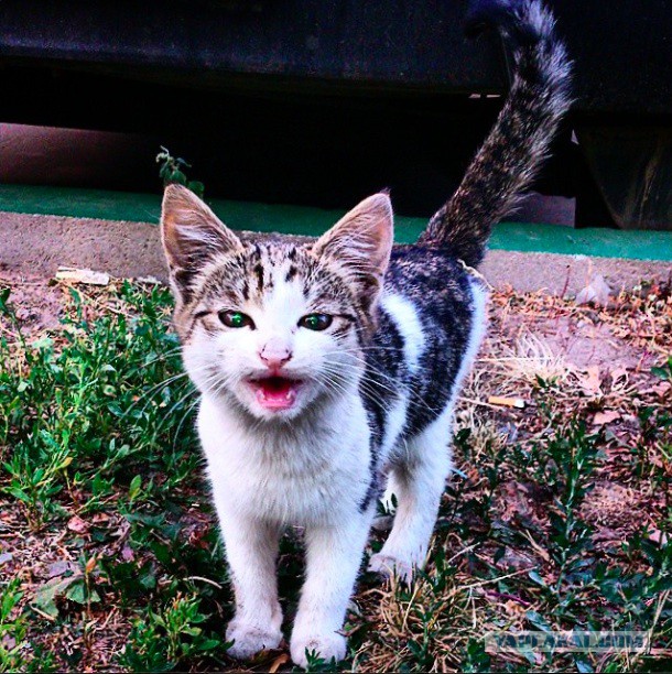 Котовторник 19.08.2014
