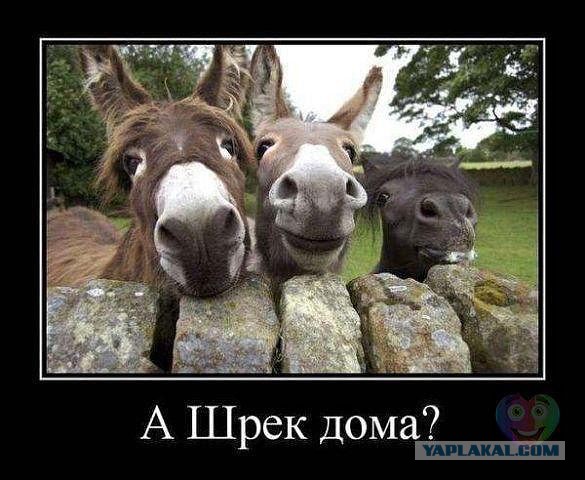 Немного картинок и юмора